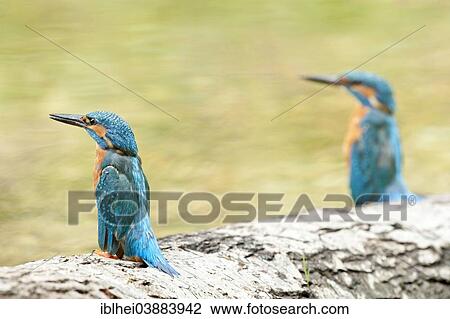 "Common Kingfisher (Alcedo atthis), Austria, Europe" View Large Photo Image Stock Image - "Common Kingfisher (Alcedo atthis), Austria, Europe". Fotosearch