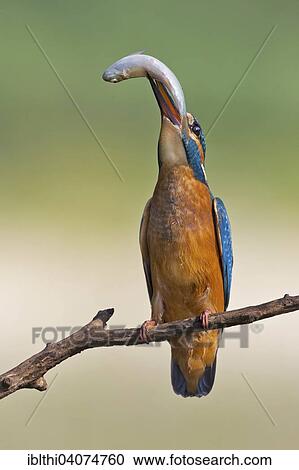 "Common Kingfisher (Alcedo atthis), young bird on perch, hunting, with fish as prey, Middle Elbe Biosphere Reserve, Saxony-Anhalt, Germany, Europe" View Large Photo Image Stock Image - "Common Kingfisher (Alcedo atthis), young bird on perch, hunting, with fish as prey, Middle Elbe Biosphere Reserve, Saxony-Anhalt, Germany, Europe". Fotosearch