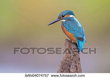 "Common Kingfisher (Alcedo atthis), young bird on perch, hunting, Middle Elbe Biosphere Reserve, Saxony-Anhalt, Germany, Europe" View Large Photo Image Stock Photo - "Common Kingfisher (Alcedo atthis), young bird on perch, hunting, Middle Elbe Biosphere Reserve, Saxony-Anhalt, Germany, Europe". Fotosearch