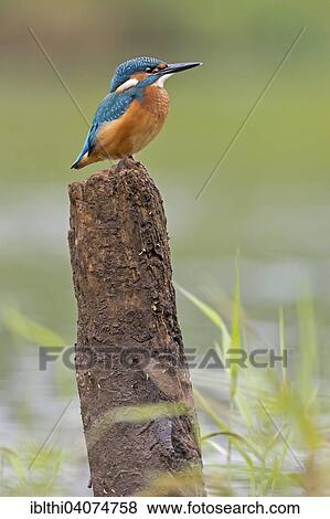 "Common Kingfisher (Alcedo atthis), young bird on perch, Middle Elbe Biosphere Reserve, Saxony-Anhalt, Germany, Europe" View Large Photo Image Stock Photo - "Common Kingfisher (Alcedo atthis), young bird on perch, Middle Elbe Biosphere Reserve, Saxony-Anhalt, Germany, Europe". Fotosearch