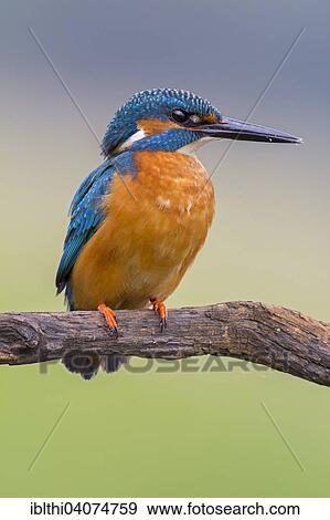 "Common Kingfisher (Alcedo atthis), male on perch, hunting, Middle Elbe Biosphere Reserve, Saxony-Anhalt, Germany, Europe" View Large Photo Image Stock Photo - "Common Kingfisher (Alcedo atthis), male on perch, hunting, Middle Elbe Biosphere Reserve, Saxony-Anhalt, Germany, Europe". Fotosearch