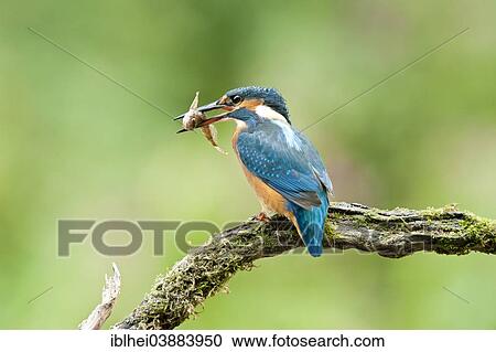 "Common Kingfisher (Alcedo atthis) with a fish in its beak, Austria, Europe" View Large Photo Image Stock Image - "Common Kingfisher (Alcedo atthis) with a fish in its beak, Austria, Europe". Fotosearch