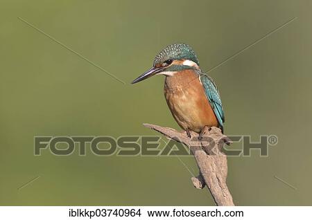 "Common Kingfisher or Eurasian Kingfisher (Alcedo atthis) perched on a branch, Saxony-Anhalt, Germany, Europe" View Large Photo Image Picture - "Common Kingfisher or Eurasian Kingfisher (Alcedo atthis) perched on a branch, Saxony-Anhalt, Germany, Europe". Fotosearch