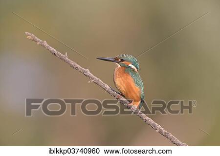 Stock Image - "Common Kingfisher or Eurasian Kingfisher (Alcedo atthis) perched on a branch, Saxony-Anhalt, Germany, Europe". Fotosearch