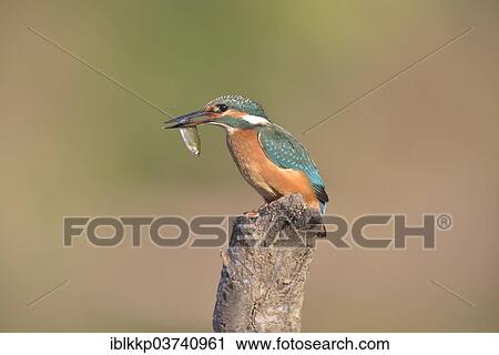 "Common Kingfisher or Eurasian Kingfisher (Alcedo atthis) with a captured fish, Saxony-Anhalt, Germany, Europe" View Large Photo Image Stock Image - "Common Kingfisher or Eurasian Kingfisher (Alcedo atthis) with a captured fish, Saxony-Anhalt, Germany, Europe". Fotosearch