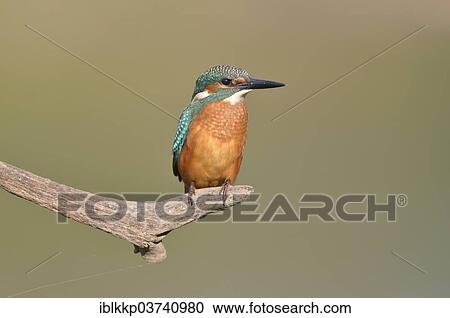 "Common Kingfisher or Eurasian Kingfisher (Alcedo atthis) perched on a branch, Saxony-Anhalt, Germany, Europe" View Large Photo Image Stock Image - "Common Kingfisher or Eurasian Kingfisher (Alcedo atthis) perched on a branch, Saxony-Anhalt, Germany, Europe". Fotosearch