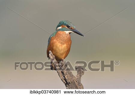 "Common Kingfisher or Eurasian Kingfisher (Alcedo atthis) perched on a branch, Saxony-Anhalt, Germany, Europe" View Large Photo Image Stock Image - "Common Kingfisher or Eurasian Kingfisher (Alcedo atthis) perched on a branch, Saxony-Anhalt, Germany, Europe". Fotosearch