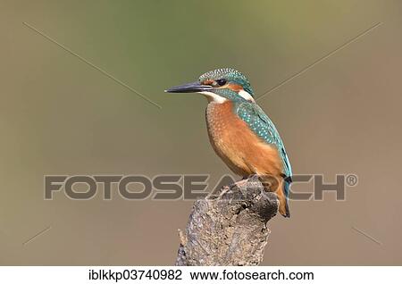 Stock Image - "Common Kingfisher or Eurasian Kingfisher (Alcedo atthis) perched on a branch, Saxony-Anhalt, Germany, Europe". Fotosearch