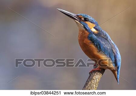 "Common Kingfisher or Eurasian Kingfisher (Alcedo atthis), Tyrolean Unterland, Tyrol, Austria, Europe" View Large Photo Image Stock Image - "Common Kingfisher or Eurasian Kingfisher (Alcedo atthis), Tyrolean Unterland, Tyrol, Austria, Europe". Fotosearch
