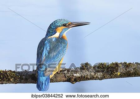 "Common Kingfisher or Eurasian Kingfisher (Alcedo atthis), Tyrolean Unterland, Tyrol, Austria, Europe" View Large Photo Image Stock Image - "Common Kingfisher or Eurasian Kingfisher (Alcedo atthis), Tyrolean Unterland, Tyrol, Austria, Europe". Fotosearch