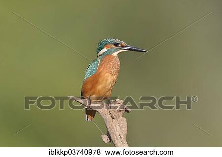 "Common Kingfisher or Eurasian Kingfisher (Alcedo atthis) perched on a branch, Saxony-Anhalt, Germany, Europe" View Large Photo Image Stock Photo - "Common Kingfisher or Eurasian Kingfisher (Alcedo atthis) perched on a branch, Saxony-Anhalt, Germany, Europe". Fotosearch
