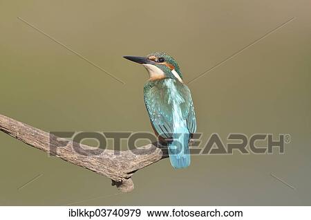 "Common Kingfisher or Eurasian Kingfisher (Alcedo atthis) perched on a branch, Saxony-Anhalt, Germany, Europe" View Large Photo Image Stock Photo - "Common Kingfisher or Eurasian Kingfisher (Alcedo atthis) perched on a branch, Saxony-Anhalt, Germany, Europe". Fotosearch