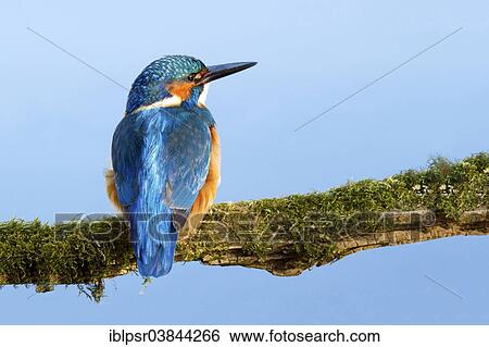 "Common Kingfisher or Eurasian Kingfisher (Alcedo atthis), Tyrolean Unterland, Tyrol, Austria, Europe" View Large Photo Image Stock Photograph - "Common Kingfisher or Eurasian Kingfisher (Alcedo atthis), Tyrolean Unterland, Tyrol, Austria, Europe". Fotosearch