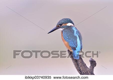 "Common Kingfisher or Eurasian Kingfisher (Alcedo atthis) perched on a branch, Saxony-Anhalt, Germany, Europe" View Large Photo Image Stock Photography - "Common Kingfisher or Eurasian Kingfisher (Alcedo atthis) perched on a branch, Saxony-Anhalt, Germany, Europe". Fotosearch
