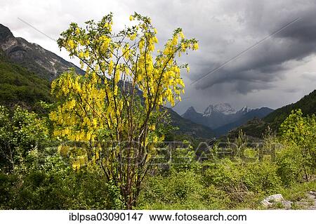 "Common Laburnum, Golden Chain or Golden Rain (Laburnum anagyroides), Alpes-de-Haute-Provence, France, Europe" View Large Photo Image Stock Photo - "Common Laburnum, Golden Chain or Golden Rain (Laburnum anagyroides), Alpes-de-Haute-Provence, France, Europe". Fotosearch