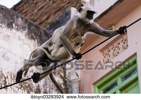 "Common Langur or Hanuman Monkey (Semnopithecus Entellus) in Pushkar, Rajasthan, India, Asia" View Large Photo Image Picture - "Common Langur or Hanuman Monkey (Semnopithecus Entellus) in Pushkar, Rajasthan, India, Asia". Fotosearch
