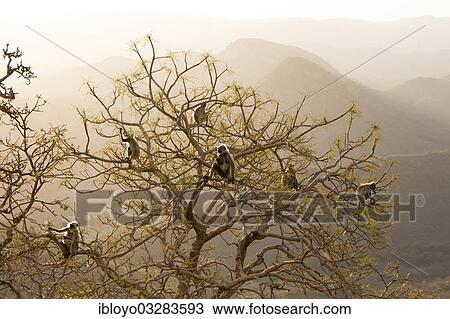 "Common Langur or Hanuman Monkey (Semnopithecus Entellus) at Sajjan Garh or Monsoon Palace, Udaipur, Rajasthan, India, Asia" View Large Photo Image Stock Image - "Common Langur or Hanuman Monkey (Semnopithecus Entellus) at Sajjan Garh or Monsoon Palace, Udaipur, Rajasthan, India, Asia". Fotosearch