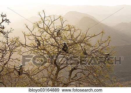 Stock Photo - "Common Langur or Hanuman Monkey (Semnopithecus Entellus) at Sajjan Garh or Monsoon Palace, Udaipur, Rajasthan, India, Asia". Fotosearch