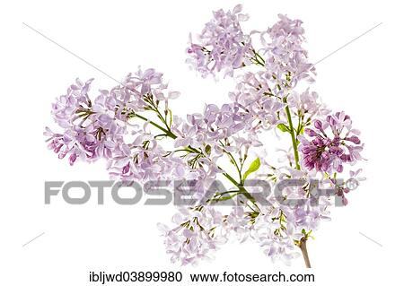 Stock Image - Common Lilac flowers (Syringa vulgaris). Fotosearch