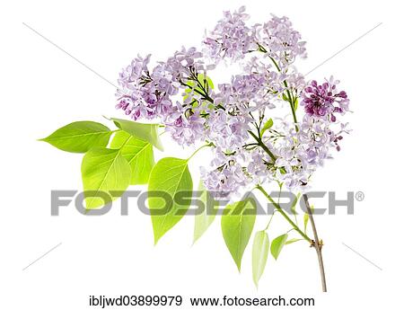 "Common Lilac (Syringa vulgaris), flowers and leaves" View Large Photo Image Stock Photo - "Common Lilac (Syringa vulgaris), flowers and leaves". Fotosearch