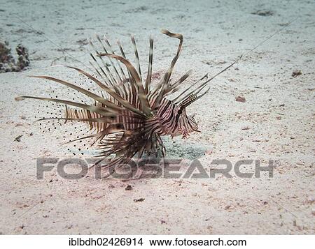 Picture - "Common Lionfish or Devil Firefish (Pterois miles), Mangrove Bay, Red Sea, Egypt, Africa". Fotosearch