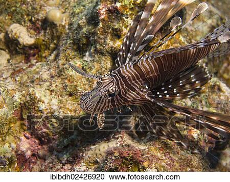 "Common Lionfish or Devil Firefish (Pterois miles), Mangrove Bay, Red Sea, Egypt, Africa" View Large Photo Image Stock Image - "Common Lionfish or Devil Firefish (Pterois miles), Mangrove Bay, Red Sea, Egypt, Africa". Fotosearch