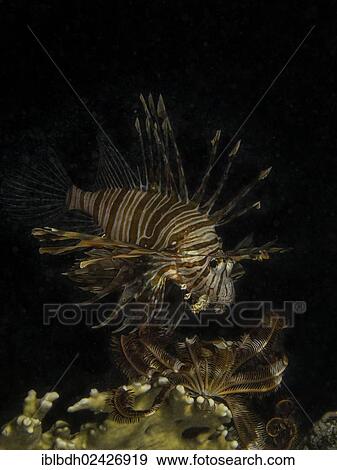 "Common Lionfish or Devil Firefish (Pterois miles), Mangrove Bay, Red Sea, Egypt, Africa" View Large Photo Image Stock Photo - "Common Lionfish or Devil Firefish (Pterois miles), Mangrove Bay, Red Sea, Egypt, Africa". Fotosearch