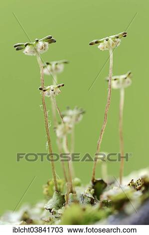 Stock Image - "Common Liverwort or Green-tongue Liverwort (Marchantia polymorpha), gametophyte, North Rhine-Westphalia, Germany, Europe". Fotosearch