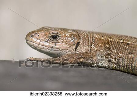 "Common lizard (Lacerta vivipara), Darss, Mecklenburg-Western Pomerania, Germany, Europe" View Large Photo Image Stock Photo - "Common lizard (Lacerta vivipara), Darss, Mecklenburg-Western Pomerania, Germany, Europe". Fotosearch