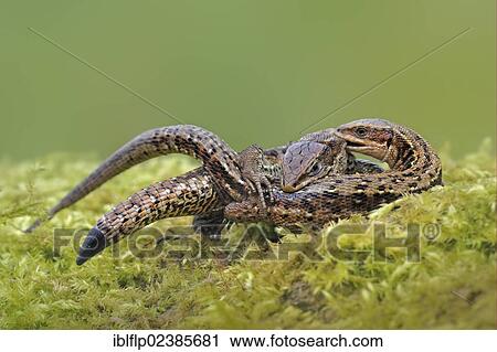 "Common Lizard (Zootoca vivipara), adult pair, mating on moss in moorland, Abergavenny, Monmouthshire, Wales, United Kingdom, Europe" View Large Photo Image Stock Image - "Common Lizard (Zootoca vivipara), adult pair, mating on moss in moorland, Abergavenny, Monmouthshire, Wales, United Kingdom, Europe". Fotosearch