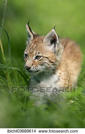 "Common Lynx, Eurasian Lynx or Northern Lynx (Lynx lynx) kitten, captive, North Rhine-Westphalia, Germany, Europe" View Large Photo Image Picture - "Common Lynx, Eurasian Lynx or Northern Lynx (Lynx lynx) kitten, captive, North Rhine-Westphalia, Germany, Europe". Fotosearch