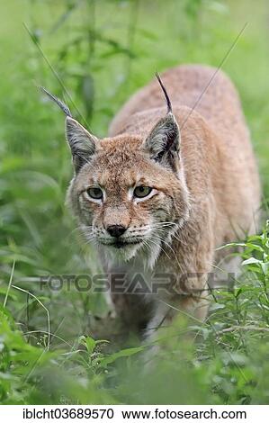 "Common Lynx, Eurasian Lynx or Northern Lynx (Lynx lynx), captive, North Rhine-Westphalia, Germany, Europe" View Large Photo Image Stock Image - "Common Lynx, Eurasian Lynx or Northern Lynx (Lynx lynx), captive, North Rhine-Westphalia, Germany, Europe". Fotosearch