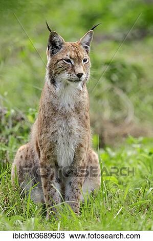 Stock Image - "Common Lynx, Eurasian Lynx or Northern Lynx (Lynx lynx), captive, North Rhine-Westphalia, Germany, Europe". Fotosearch