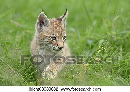 Stock Image - "Common Lynx, Eurasian Lynx or Northern Lynx (Lynx lynx) kitten, captive, North Rhine-Westphalia, Germany, Europe". Fotosearch