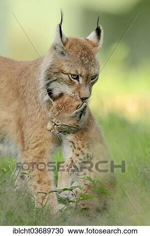 "Common Lynx, Eurasian Lynx or Northern Lynx (Lynx lynx), female carrying a kitten, captive, North Rhine-Westphalia, Germany, Europe" View Large Photo Image Stock Image - "Common Lynx, Eurasian Lynx or Northern Lynx (Lynx lynx), female carrying a kitten, captive, North Rhine-Westphalia, Germany, Europe". Fotosearch