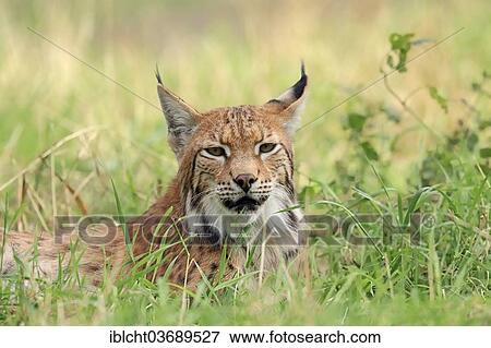 "Common Lynx, Eurasian Lynx or Northern Lynx (Lynx lynx), captive, North Rhine-Westphalia, Germany, Europe" View Large Photo Image Stock Photo - "Common Lynx, Eurasian Lynx or Northern Lynx (Lynx lynx), captive, North Rhine-Westphalia, Germany, Europe". Fotosearch