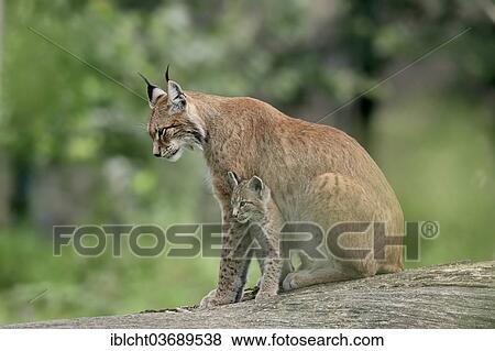 "Common Lynx, Eurasian Lynx or Northern Lynx (Lynx lynx), female with kitten, captive, North Rhine-Westphalia, Germany, Europe" View Large Photo Image Stock Photo - "Common Lynx, Eurasian Lynx or Northern Lynx (Lynx lynx), female with kitten, captive, North Rhine-Westphalia, Germany, Europe". Fotosearch