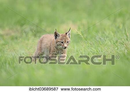 "Common Lynx, Eurasian Lynx or Northern Lynx (Lynx lynx) kitten, captive, North Rhine-Westphalia, Germany, Europe" View Large Photo Image Stock Photo - "Common Lynx, Eurasian Lynx or Northern Lynx (Lynx lynx) kitten, captive, North Rhine-Westphalia, Germany, Europe". Fotosearch
