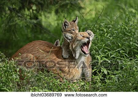 Stock Photo - "Common Lynx, Eurasian Lynx or Northern Lynx (Lynx lynx), female with kitten, captive, North Rhine-Westphalia, Germany, Europe". Fotosearch