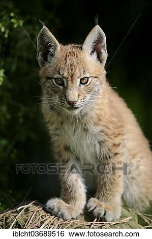 "Common Lynx, Eurasian Lynx or Northern Lynx (Lynx lynx) kitten, captive, North Rhine-Westphalia, Germany, Europe" View Large Photo Image Stock Photograph - "Common Lynx, Eurasian Lynx or Northern Lynx (Lynx lynx) kitten, captive, North Rhine-Westphalia, Germany, Europe". Fotosearch