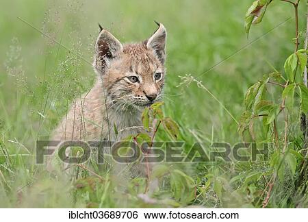 "Common Lynx, Eurasian Lynx or Northern Lynx (Lynx lynx) kitten, captive, North Rhine-Westphalia, Germany, Europe" View Large Photo Image Stock Photograph - "Common Lynx, Eurasian Lynx or Northern Lynx (Lynx lynx) kitten, captive, North Rhine-Westphalia, Germany, Europe". Fotosearch