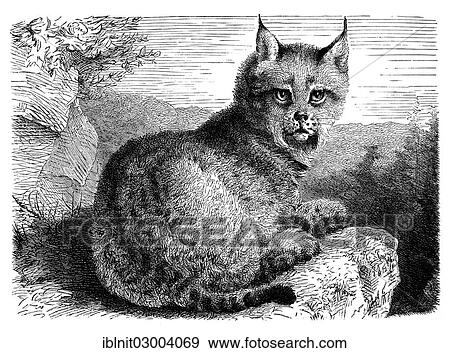 "Common Lynx (Felis lynx), illustration from Meyers Konversations-Lexikon encyclopedia, 1897" View Large Photo Image Stock Photo - "Common Lynx (Felis lynx), illustration from Meyers Konversations-Lexikon encyclopedia, 1897". Fotosearch