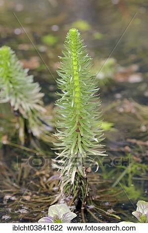 "Common mare's tail (Hippuris vulgaris), North Rhine-Westphalia, Germany, Europe" View Large Photo Image Stock Image - "Common mare's tail (Hippuris vulgaris), North Rhine-Westphalia, Germany, Europe". Fotosearch