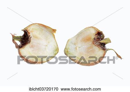 "Common Medlar (Mespilus germanica), halved fruit" View Large Photo Image Stock Image - "Common Medlar (Mespilus germanica), halved fruit". Fotosearch