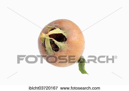 "Common Medlar (Mespilus germanica), fruit" View Large Photo Image Stock Photo - "Common Medlar (Mespilus germanica), fruit". Fotosearch