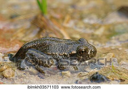Stock Image - "Common Midwife Toad (Alytes obstetricans), juvenile, Bad Hersfeld, Hesse, Germany, Europe". Fotosearch