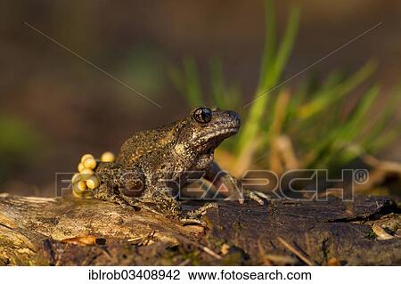 Stock Image - "Common Midwife Toad (Alytes obstetricans), male carrying fresh mass of eggs, Thuringia, Germany, Europe". Fotosearch