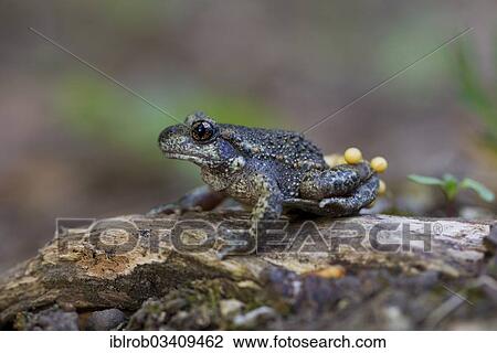 Stock Image - "Common Midwife Toad (Alytes obstetricans), male carrying fresh mass of eggs, Thuringia, Germany, Europe". Fotosearch