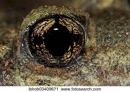 "Common Midwife Toad (Alytes obstetricans), eye, Thuringia, Germany, Europe" View Large Photo Image Stock Image - "Common Midwife Toad (Alytes obstetricans), eye, Thuringia, Germany, Europe". Fotosearch
