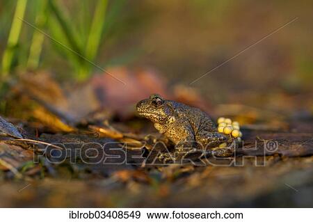 Stock Photo - "Common Midwife Toad (Alytes obstetricans), male carrying fresh mass of eggs, Thuringia, Germany, Europe". Fotosearch